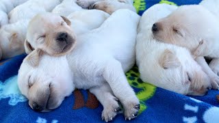 Two Week Old White Labrador Puppies!!