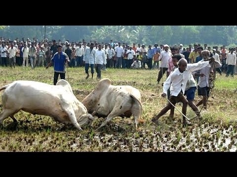 Heavy Bull Fight on busy Roads - Bulls Fighting Compilation