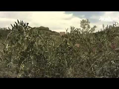 زراعة الزيتون في الباحة