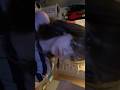 #alt #nicenice #dazeyandthescouts #tiktokviral #music #coolmusic #tiktok #fypviral #fyp #ily #emo