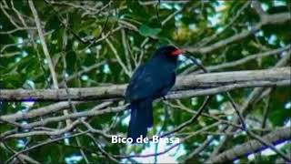 Canto do Pássaro Bico de Brasa   chora chuva preto   (Monasa nigrifrons) #JTriunfal screenshot 5