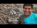 Extração de caranguejo no mangue/ Catching Mangrove Crabs