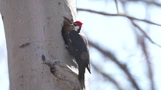 20240313 pileated woodpecker earle park slomo