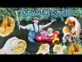 Digging Amazing Golden Crystal Shells in Florida