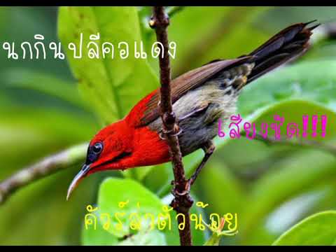 เสียงนกกินปลีคอแดง