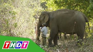 Việt Nam nỗ lực bảo tồn voi trong tự nhiên | THDT