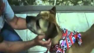 Brooke 2011-11470.wmv