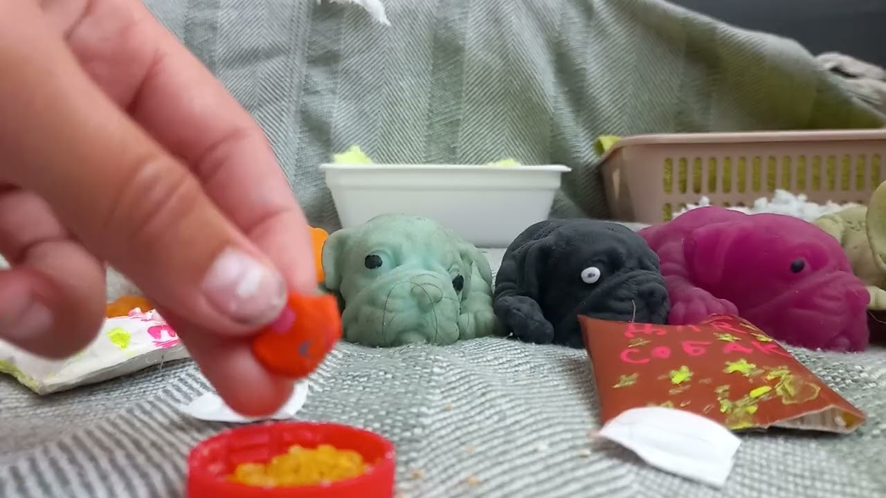 сквиши собаки пробуют корм