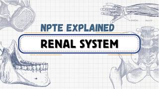 NPTE Explained | Other Systems | The Renal System
