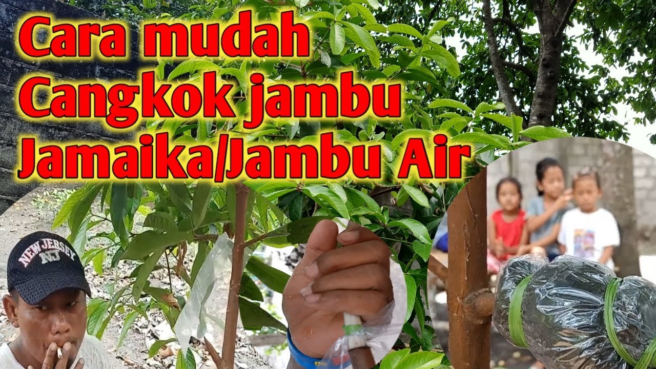 Cara Cangkok jambu Jamaika mudah dan simpel/cara okulasi