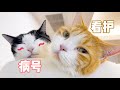 我让你去照顾它，不是让你压死它？！｜花花与三猫 Cat Live