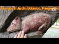 Tour por el Jardín Botánico del Parque Sinaloa