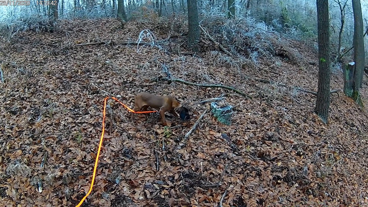 Bavorský farbiar AXA 300m umelá stopa