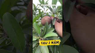 Sapoche Trồng Chậu Sau 2 Năm