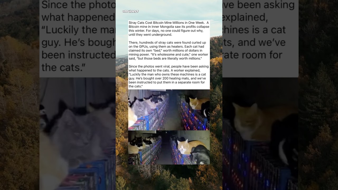 Stray cats cost Bitcoin mine millions in one week #shorts #fyp #fypage -  YouTube