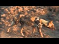 Nov 13 WildEarth Sunset Safari LIVE Elephants chasing wild dogs!!