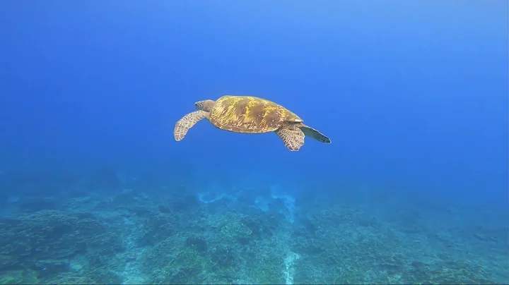 Guam Gun Beach Snorkeling 3/2/2025  - Over 5 Minutes Swimming With Turtles!!