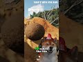 Strategi Nyetir Berbahaya, Wajib Tonton!  #obitsianjing  #truktertua  #gaming