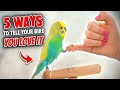 5 Ways to Tell Your Bird You Love It