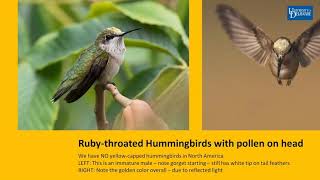 Attracting Hummingbirds With Gardens Flowers And Feeders With Ron Simpson