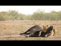 How Lion Attack A Big Buffalo