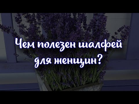 Чем полезен шалфей для женщин. Химический состав и полезные свойства