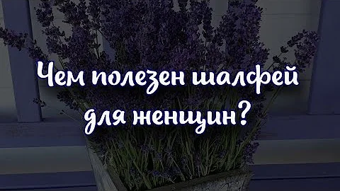 Чем полезен шалфей для женщин. Химический состав и полезные свойства