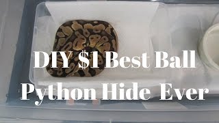 DIY $1 Best Ball Python Hide Ever!!! - Benjamin's Exotics