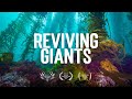 Reviving giants a journey into the restoration of tasmanias giant kelp forests