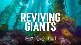 Reviving Giants: A Journey into the Restoration of Tasmania’s Giant Kelp Forests