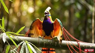 Rare Bird Sounds to Soothe Your Soul 🌙🕊️ Relax & Unwind with Nature's Melodies screenshot 1