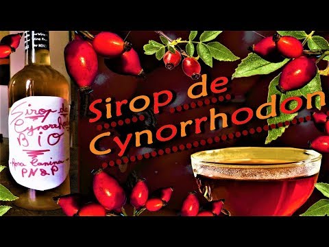 Vidéo: Comment Brasser Des Cynorrhodons ? Recette Pour Faire Une Boisson à La Rose Musquée Dans Un Thermos