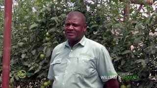 ZIMBABWEAN AGRICULTURE ;GREENPEPPER PRODUCTION IN GREENHOUSES ; BACKYARD FARMING