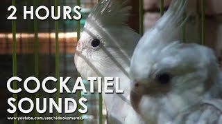 WHITE FACED COCKATIEL SOUNDS (HQ Audio)  Male & Female Cockatiels