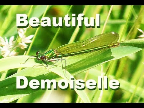 sweetwater Beautiful Demoiselle Female | In & Out Focus But Worth watching !