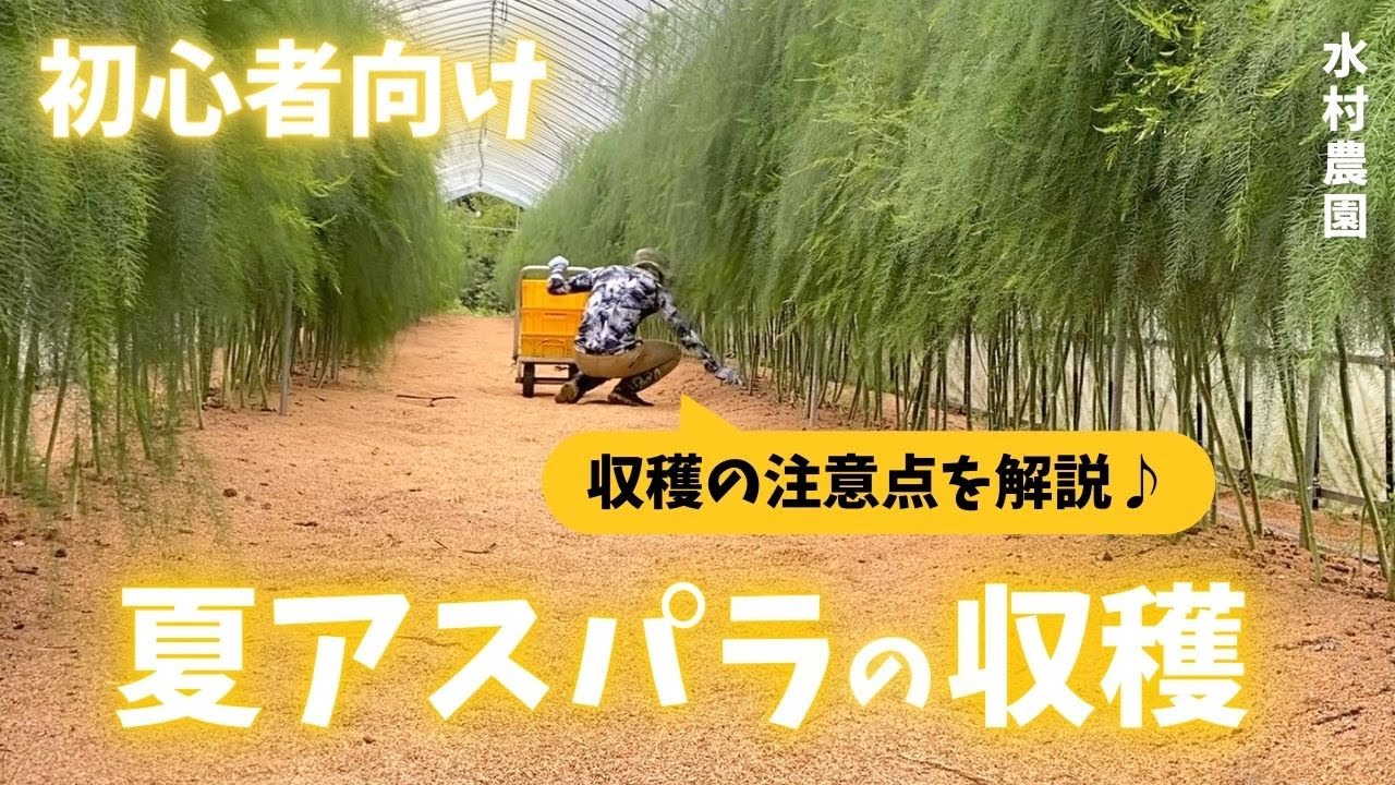 【アスパラガス栽培】太い夏アスパラの収穫の注意点・管理の様子