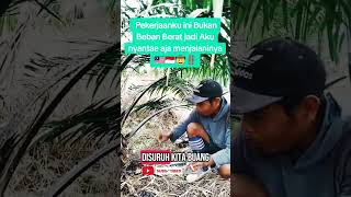 Pekerja Sawit konslet 😁#kulisawit #fypシ゚viral #kreatorsawit