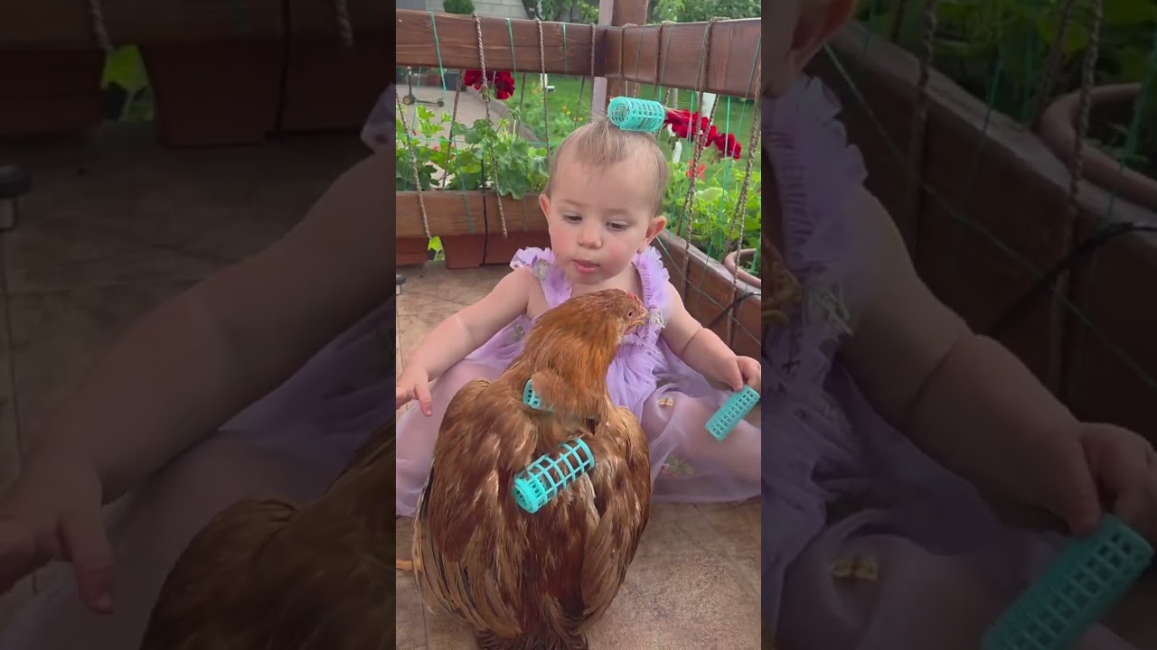 Little girl shares adorable grooming moment with chicken in Moldova