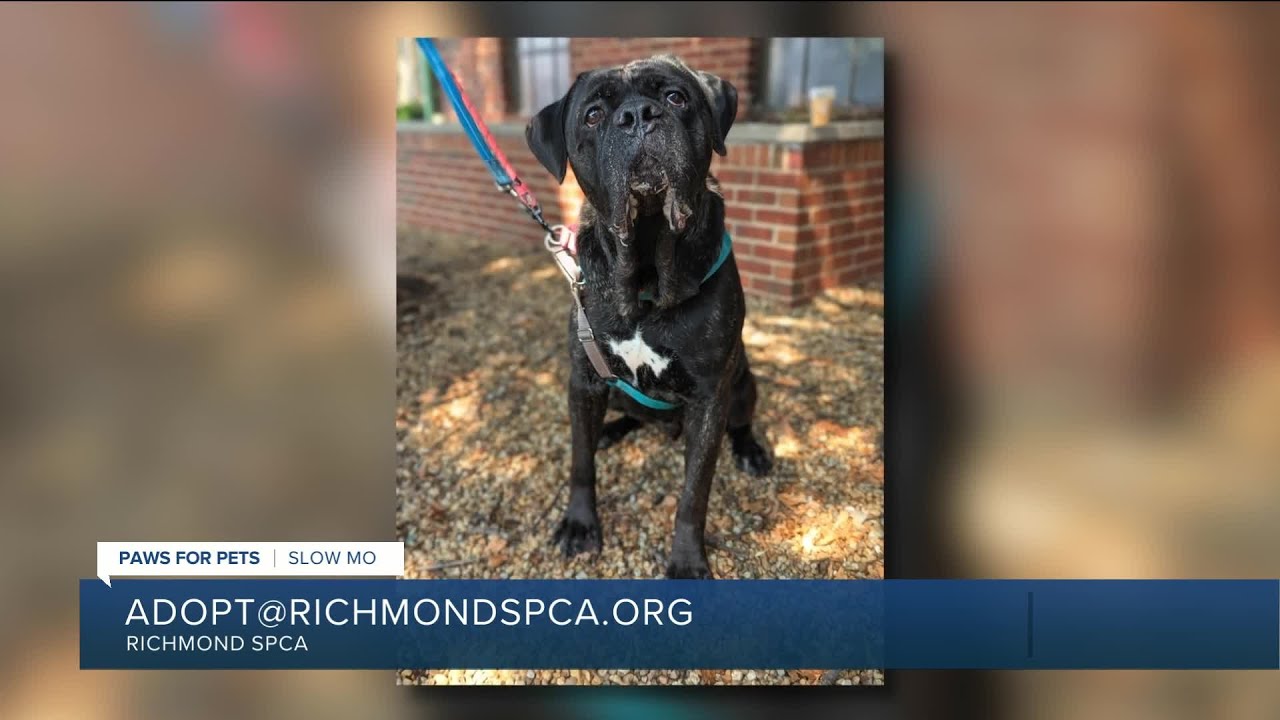 Paws for Pets: Slow Mo, a big, calm, friendly guy who loves leisurely walks