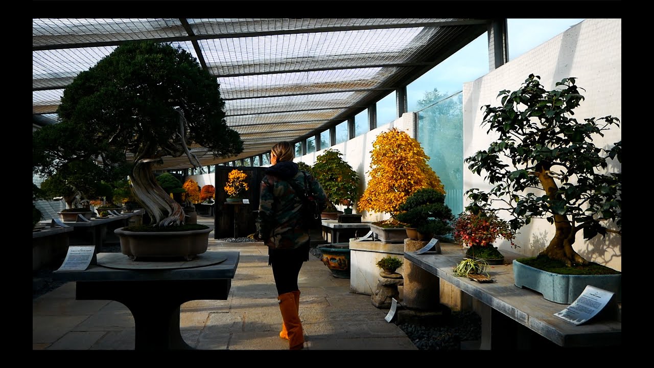 Autumn Vibes at Crespi Bonsai/ Chill video