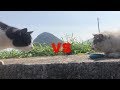 猫の喧嘩!?またたびが練り込まれた特上の魚の取り合い!