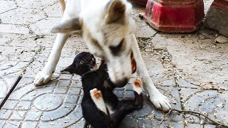 Kittens and Puppies two of them are close friends, This little kitten is so cute And also smart by CC Strong 405 views 2 years ago 2 minutes, 12 seconds