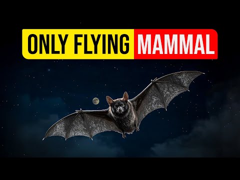 Why can bats fly?