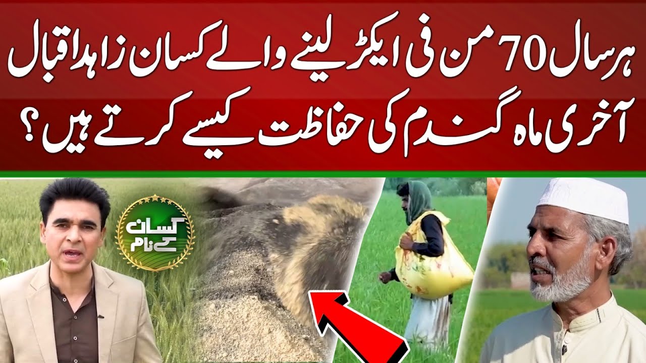 how-zahid-iqbal-farmer-produces-70-mounds-wheat-yield-per-acre-every