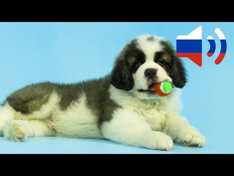Cенбернар - 99+1 Породы собак