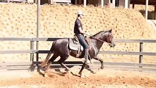 LOTE 03 ALFA JULIANI