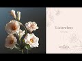Lisianthus Sugar Flower Tutorial (Gumpaste / Flower Paste)