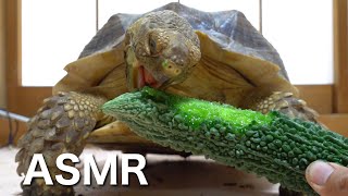 The sound of a tortoise eating bitter gourd