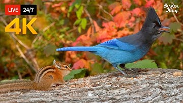 🔴 24/7 LIVE: Cat TV for Cats to Watch 😺 Beautiful Birds Squirrels in Fall 🐿️ Cat Games