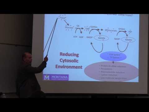 Video: Engineering Redox Homeostasis För Att Utveckla Effektiva Alkoholproducerande Mikrobiella Cellfabriker